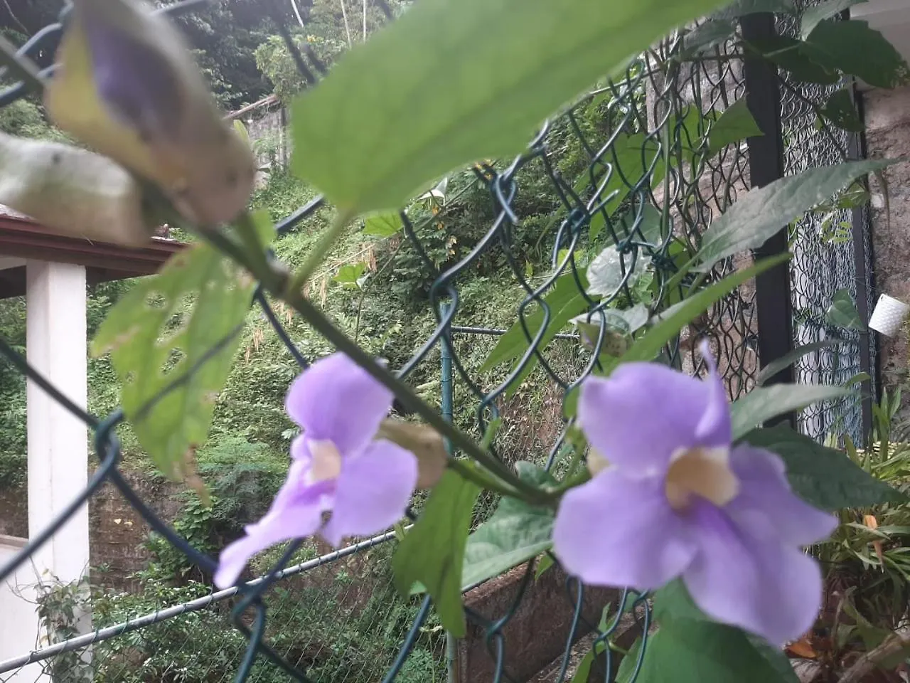 Laaya 캔디 게스트하우스